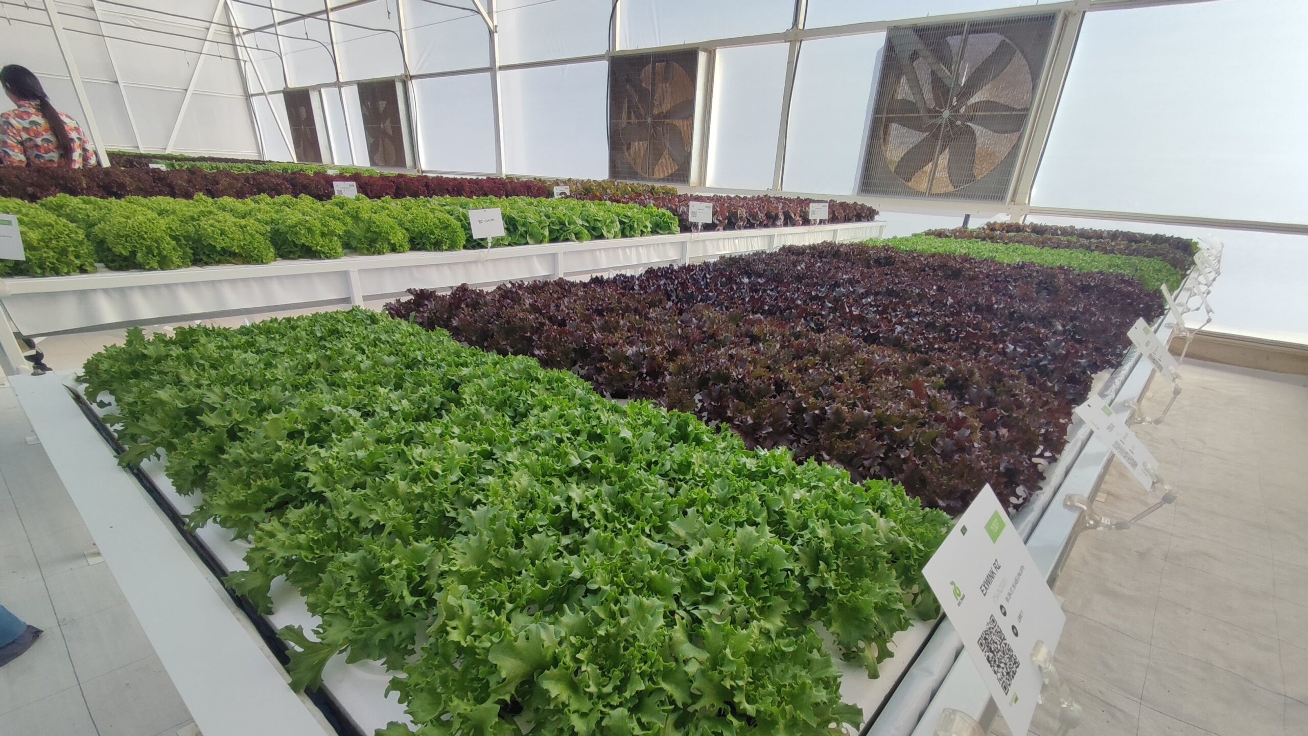 Lechugas en cultivo hidropónico en centro de experimentación CED La Palma de la empresa Rijk Zwaan.|Lechugas en campo de ensayo de Nunhems b